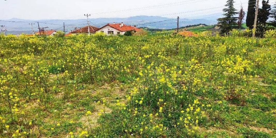 Kartpostal değil gerçek: Gediz bahar güzelliğine büründü 2